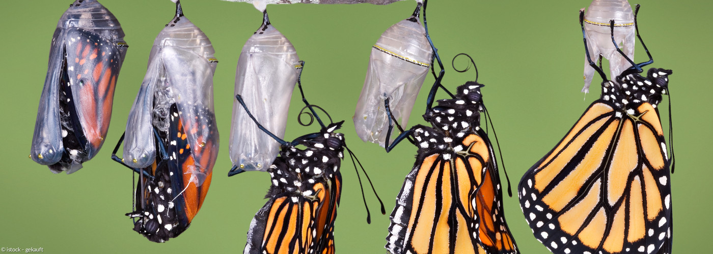 vielfaltern Schmetterling Verpuppung Raupe