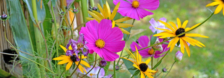 Mai Blumen 