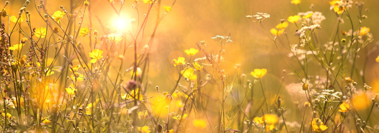 Sommerblumen